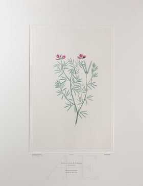 Banks Florilegium, Part 3, Plate 57