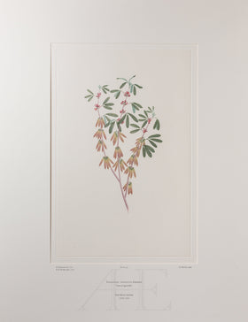 Banks Florilegium, Part 3, Plate 59