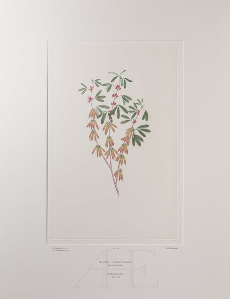 Banks Florilegium, Part 3, Plate 59