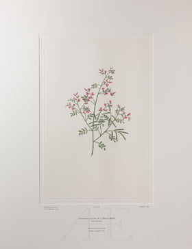Banks Florilegium, Part 3, Plate 60