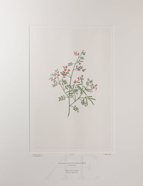 Banks Florilegium, Part 3, Plate 60