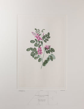 Banks Florilegium, Part 3, Plate 61