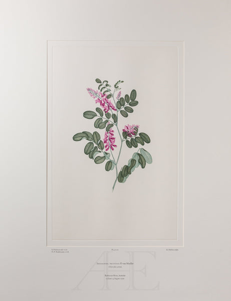 Banks Florilegium, Part 3, Plate 61