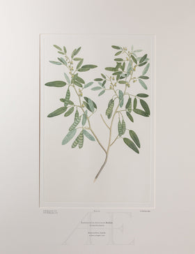 Banks Florilegium, Part 3, Plate 62