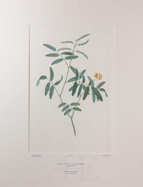 Banks Florilegium, Part 3, Plate 63