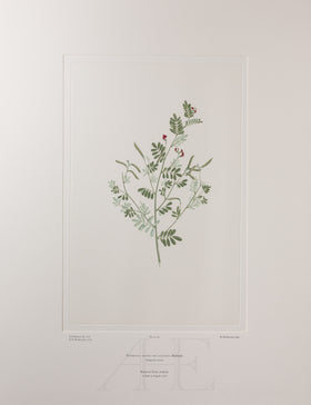 Tephrosia filipes var. latifolia (Leguminosae) - Plate 64