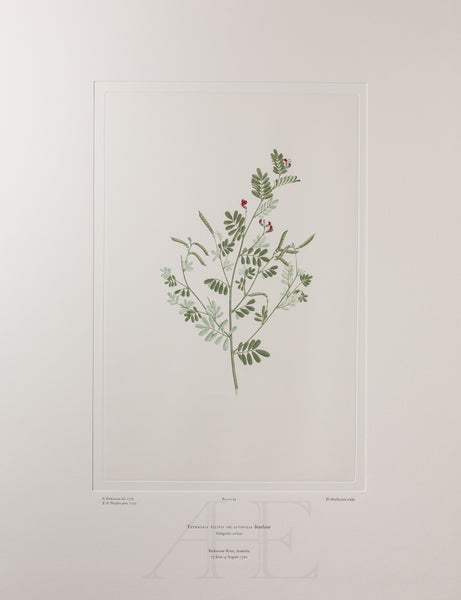 Tephrosia filipes var. latifolia (Leguminosae) - Plate 64