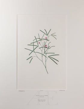 Banks Florilegium, Part 3, Plate 65