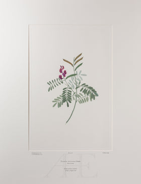 Banks Florilegium, Part 3, Plate 66