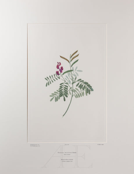 Banks Florilegium, Part 3, Plate 66