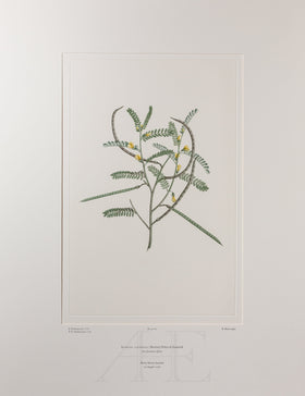 Banks Florilegium, Part 3, Plate 67