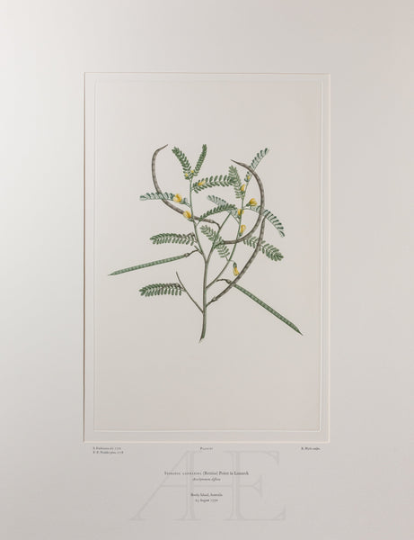 Banks Florilegium, Part 3, Plate 67