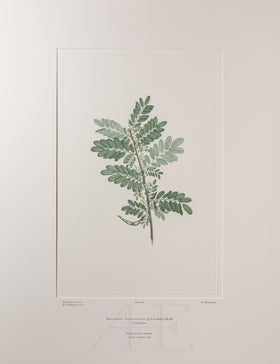 Banks Florilegium, Part 4, Plate 68