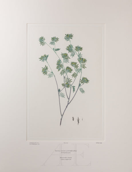 Banks Florilegium, Part 4, Plate 69