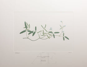 Banks Florilegium, Part 4, Plate 70