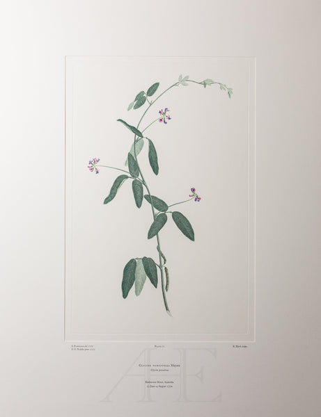 Banks Florilegium, Part 4, Plate 71