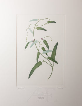 Banks Florilegium, Part 4, Plate 72