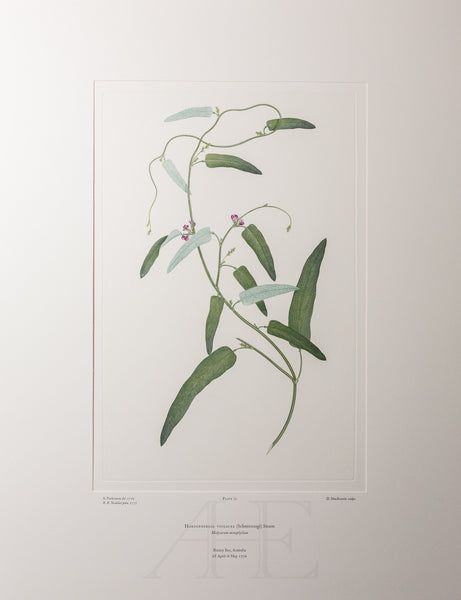Banks Florilegium, Part 4, Plate 72