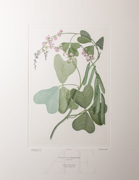 Banks Florilegium, Part 4, Plate 73