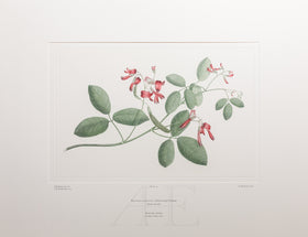 Banks Florilegium, Part 4, Plate 74