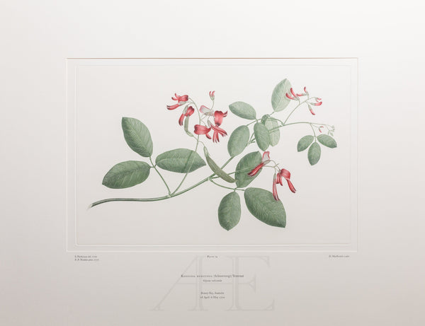 Banks Florilegium, Part 4, Plate 74