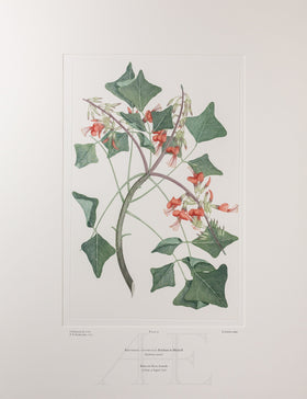 Banks Florilegium, Part 4, Plate 75