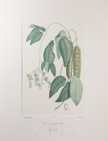 Banks Florilegium, Part 4, Plate 76