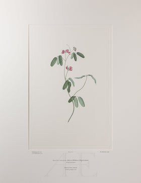 Banks Florilegium, Part 4, Plate 77