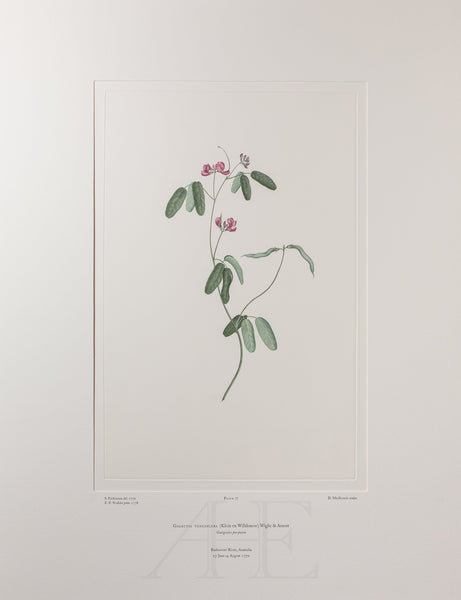 Banks Florilegium, Part 4, Plate 77