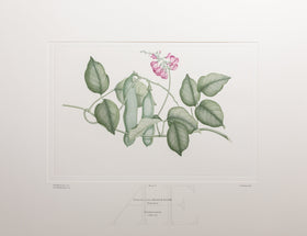 Banks Florilegium, Part 4, Plate 78