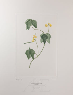 Banks Florilegium, Part 4, Plate 79