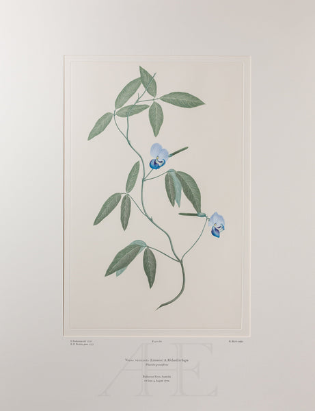 Banks Florilegium, Part 4, Plate 80