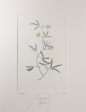 Banks Florilegium, Part 4, Plate 81