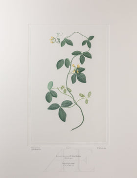Banks Florilegium, Part 4, Plate 82