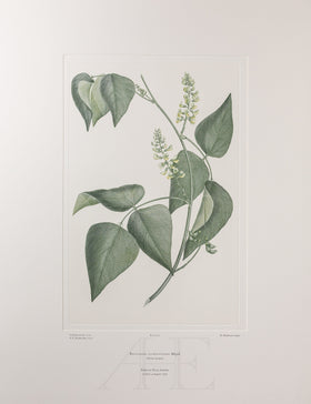 Banks Florilegium, Part 4, Plate 83