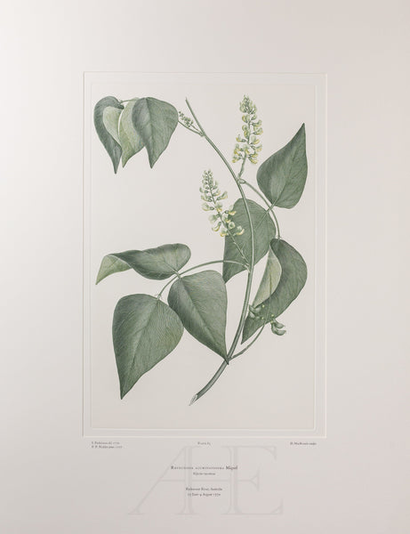 Banks Florilegium, Part 4, Plate 83