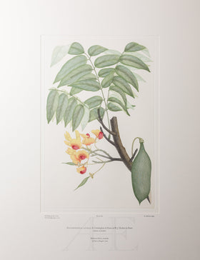 Banks Florilegium, Part 4, Plate 84