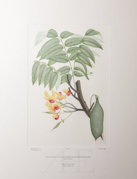 Banks Florilegium, Part 4, Plate 84