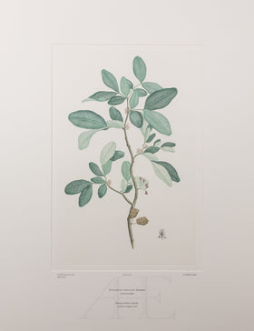 Banks Florilegium, Part 4, Plate 85