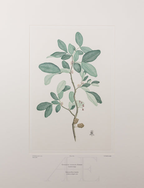 Banks Florilegium, Part 4, Plate 85