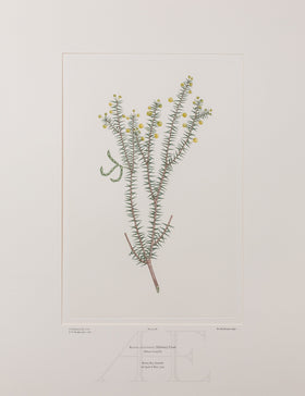 Banks Florilegium, Part 4, Plate 86