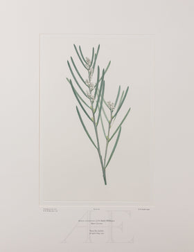 Banks Florilegium, Part 4, Plate 87