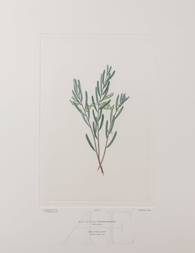 Banks Florilegium, Part 4, Plate 88