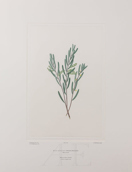 Banks Florilegium, Part 4, Plate 88