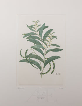 Banks Florilegium, Part 4, Plate 89