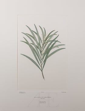 Banks Florilegium, Part 4, Plate 90