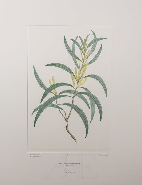 Banks Florilegium, Part 5, Plate 91