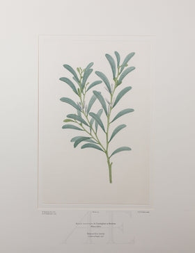 Banks Florilegium, Part 5, Plate 92