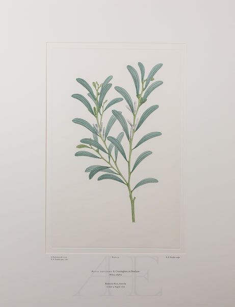 Banks Florilegium, Part 5, Plate 92