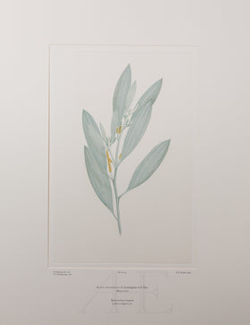 Banks Florilegium, Part 5, Plate 93